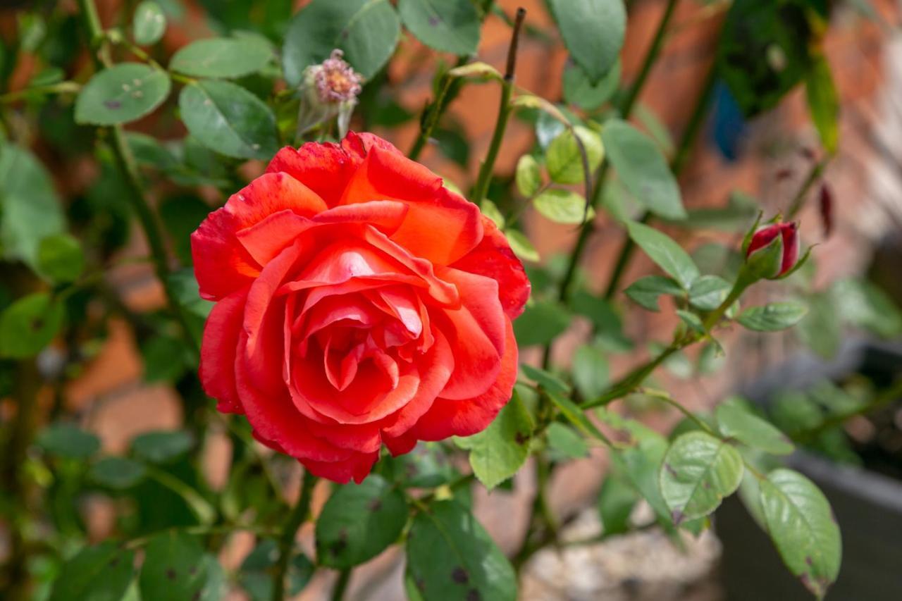 The Garden House Grittleton Bed & Breakfast Luaran gambar